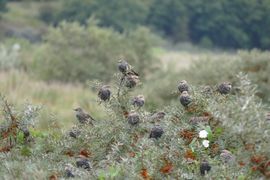 Lekker chillen op een duindoorn