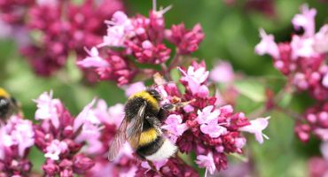 Hommels in wilde marjolein / Jasper de Ruiter