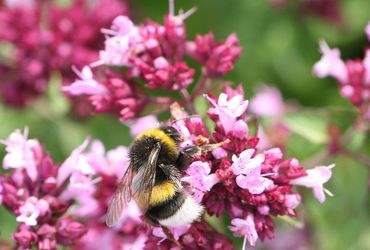 Hommels in wilde marjolein / Jasper de Ruiter