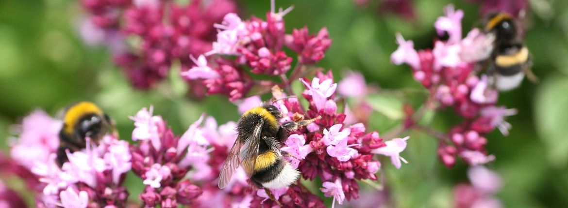 Hommels in wilde marjolein / Jasper de Ruiter