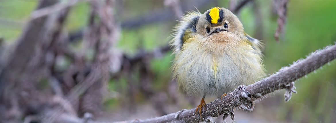 Goudhaan / Shutterstock