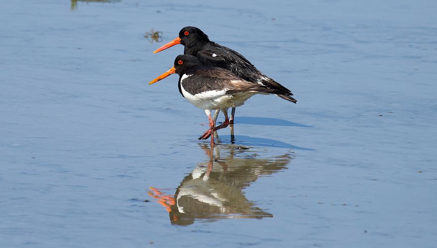 Scholekster / Jan Willem ten Dam - Fotogalerij