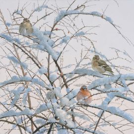 Vinken in de sneeuw / Elwin van der Kolk