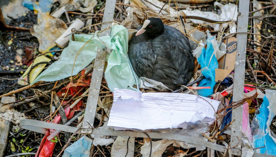 Meerkoet nest plastic / Shutterstock