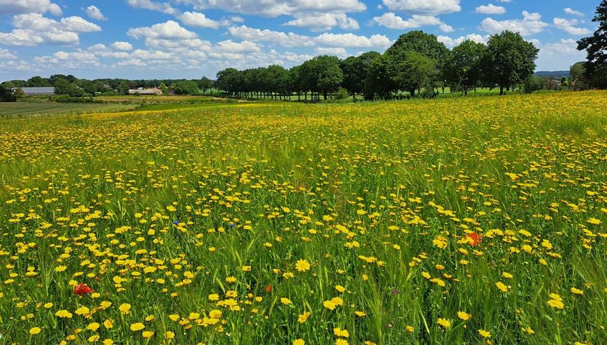 Landgoed Buitengewoon / Cari van Deijzen