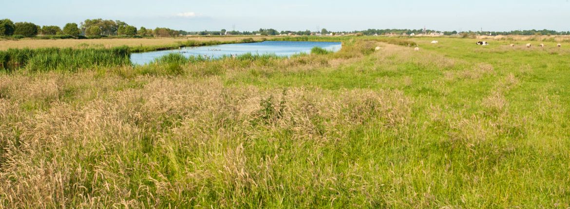 Ilperveld / Agami - Marc Guyt