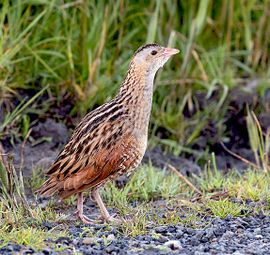 Kwartelkoning / Birdphoto