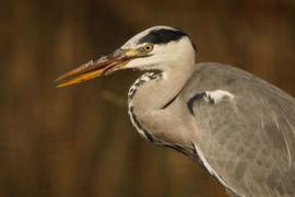 Blauwe reiger heeft trek