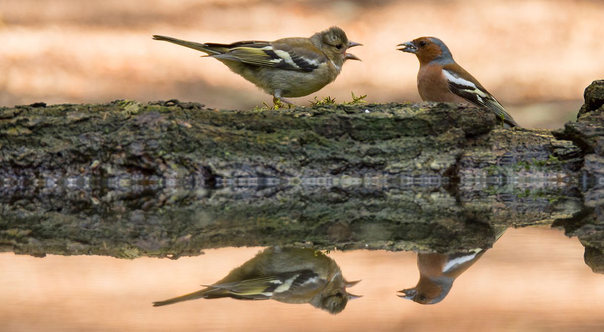 Vink / Hans Peeters