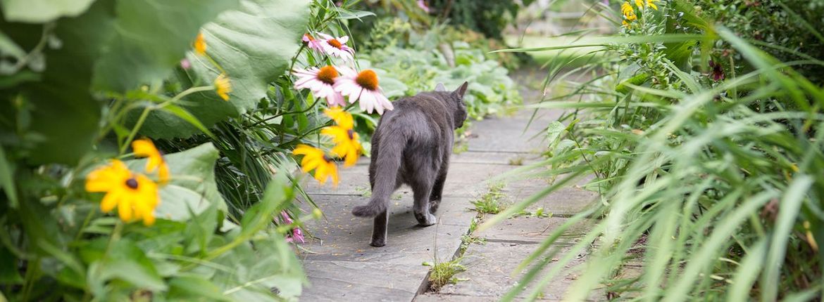 Kat in tuin / Unsplash