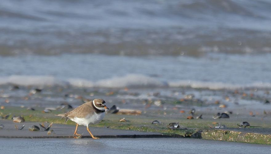 bontbekplevier/ Annelies Vriens - Vogelfotogalerij 