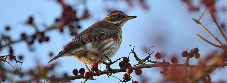 Najaarsvogels op Lentevreugd