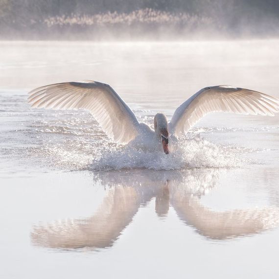 Zwaan / Johan Scholtens Fotogalerij