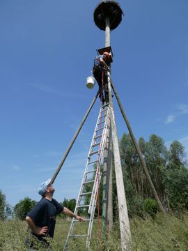 Torenvalknestkast inspecteren / Foto: Kelly Kessen