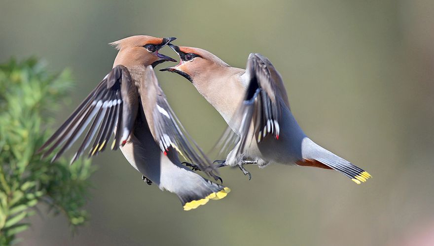 Pestvogel  / Shutterstock