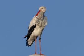 Ooievaar, waargenomen op 26 december 2025