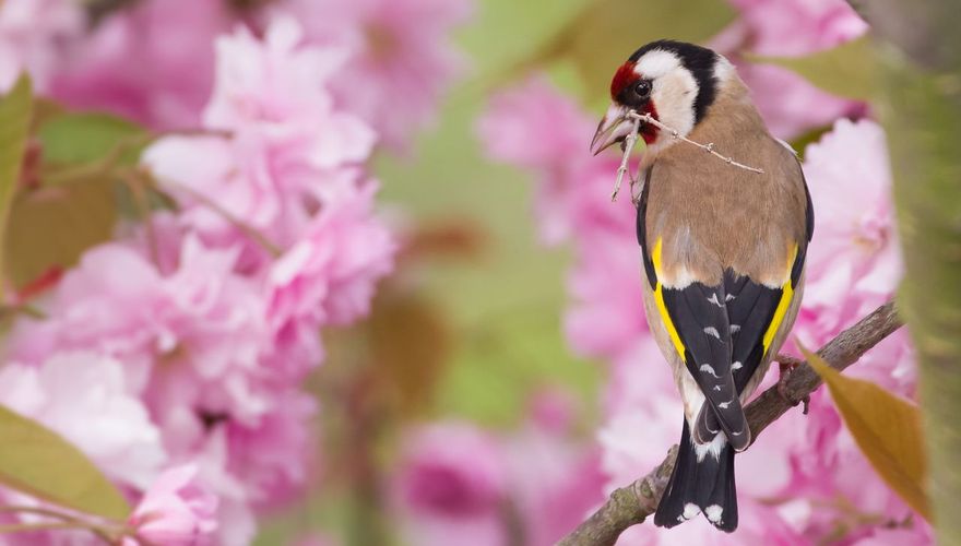 Putter sierkers / Jan Jongejan - Fotogalerij