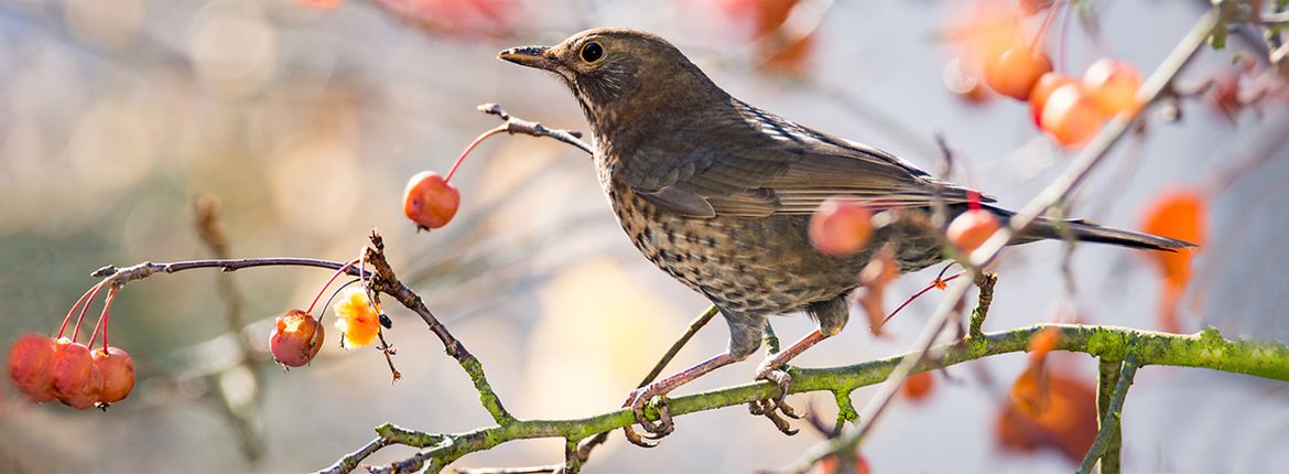 Merel Shutterstock