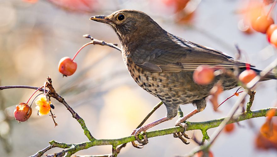 Merel Shutterstock