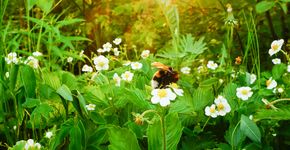 Hommel op aardbei / Shutterstock