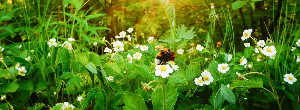 Hommel op aardbei / Shutterstock