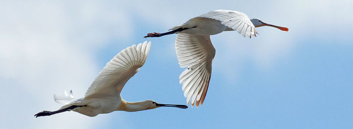 Lepelaar / Shutterstock