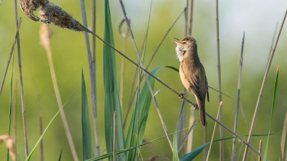 Grote karekiet / Shutterstock