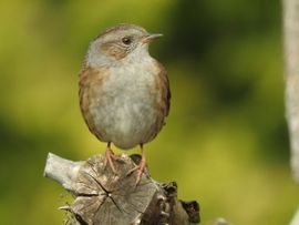 Heggenmus in de achtertuin