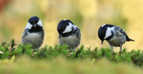 Zwarte mees / Shutterstock