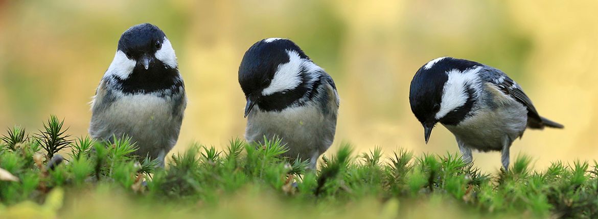 Zwarte mees / Shutterstock