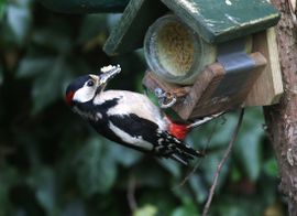 Maaltje vogelpindakaas gaat er wel in!