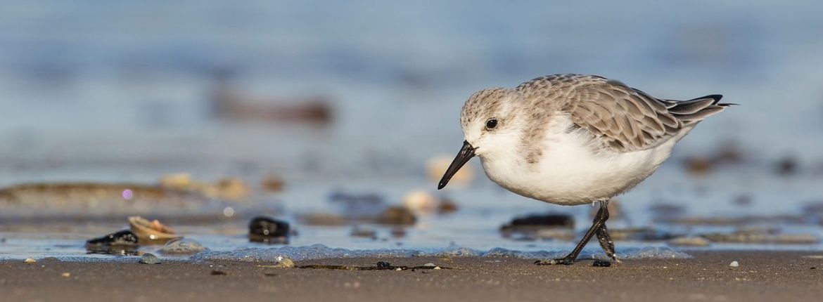 Drieteenstrandloper / Wil Leurs, AGAMI