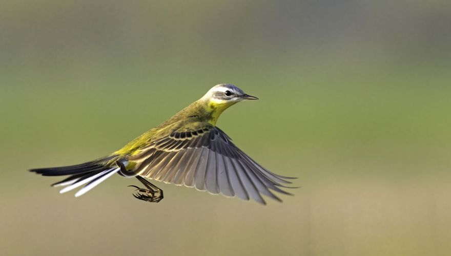 Gele kwikstaart / Cees Huijser - Vogelfotogalerij