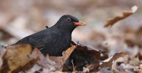 Merel blad / Pixabay