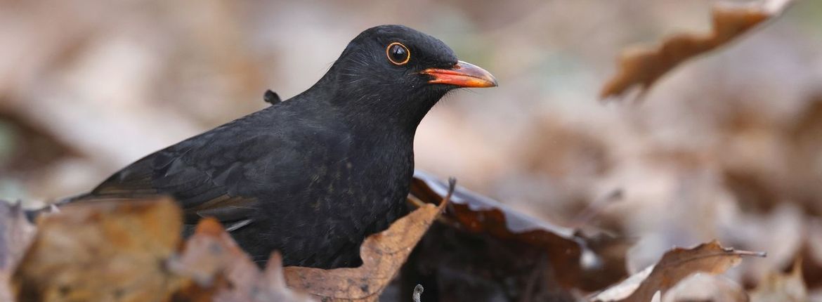 Merel blad / Pixabay