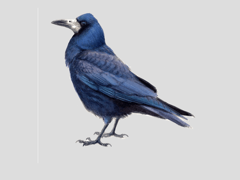 Roek Vogelbescherming