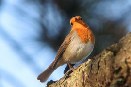 er is altijd iemand die op je neer kijkt