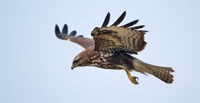 Buizerd / Birdphoto