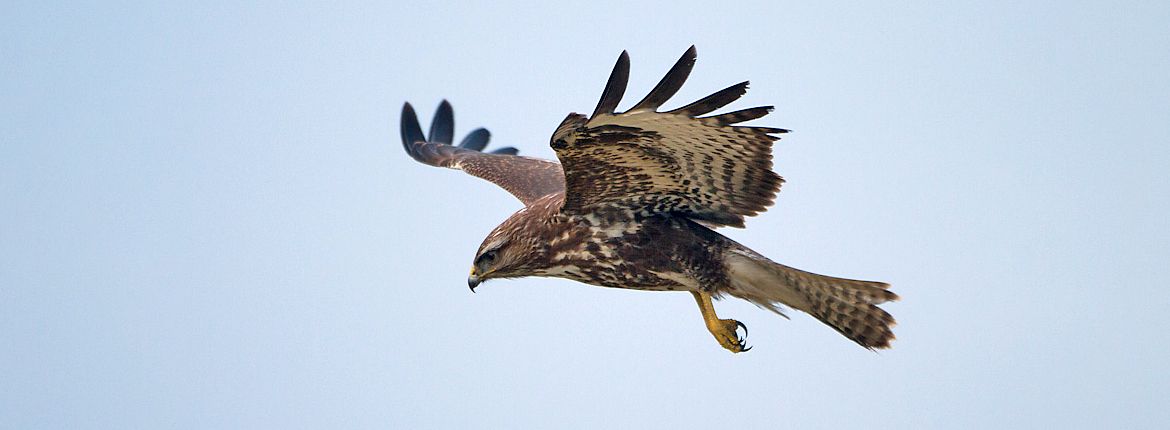 Buizerd / Birdphoto