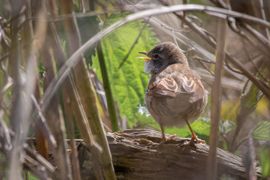 Verstoppertje spelen