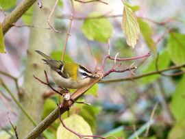 Kleinste zangvogeltje van Nederland
