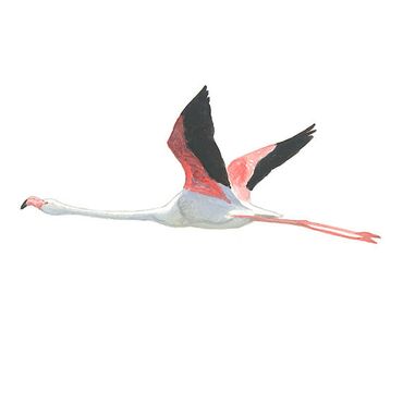 Flamingo / Elwin van der Kolk