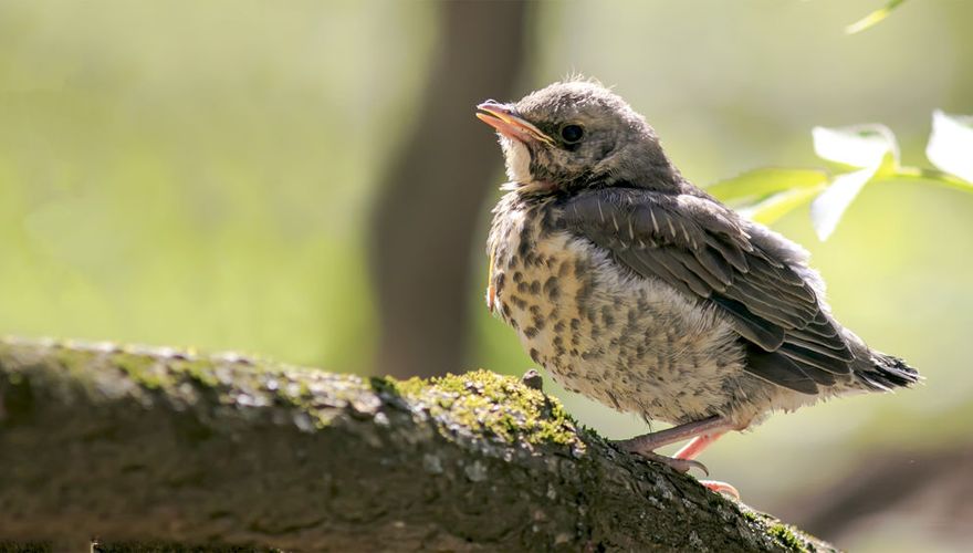 Grote lijster / Shutterstock