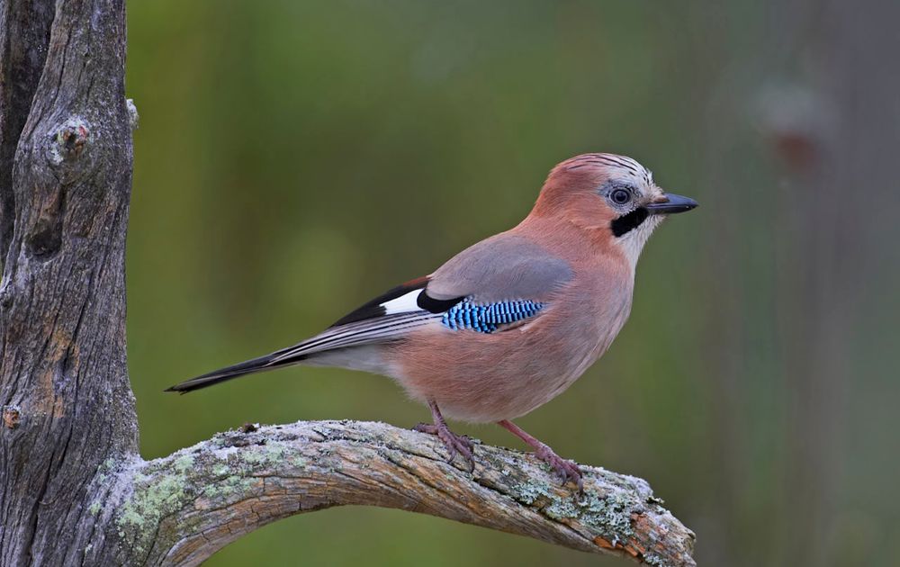 Shilling Rust uit beproeving Gaai | Vogelbescherming