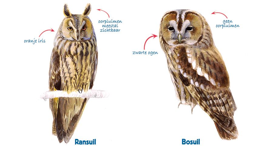 infographic ransuil - bosuil