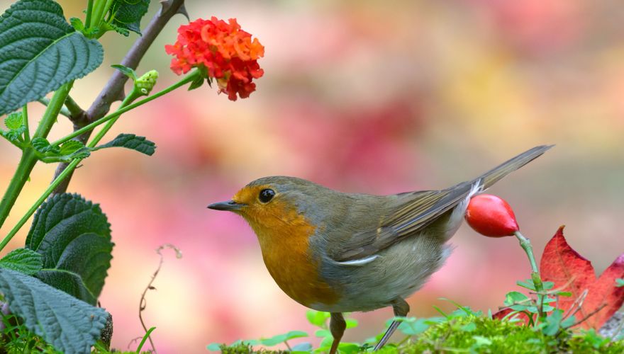 roodborst / shutterstock