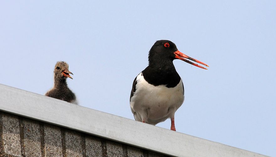 Scholekster met jong op dak / Ellen Sandberg