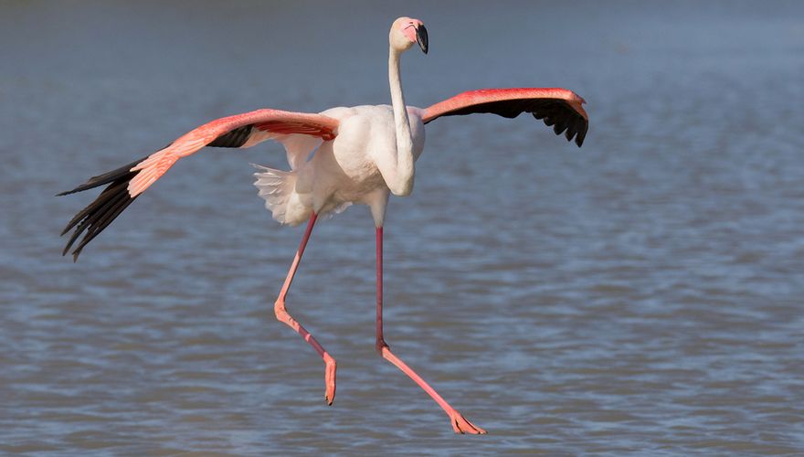heel fijn experimenteel Goed gevoel Pretty in pink: herkenning van flamingo's in Nederland | Vogelbescherming