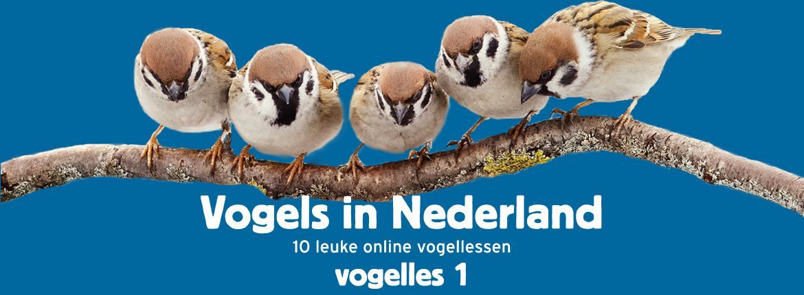 Header Vogels in Nederland