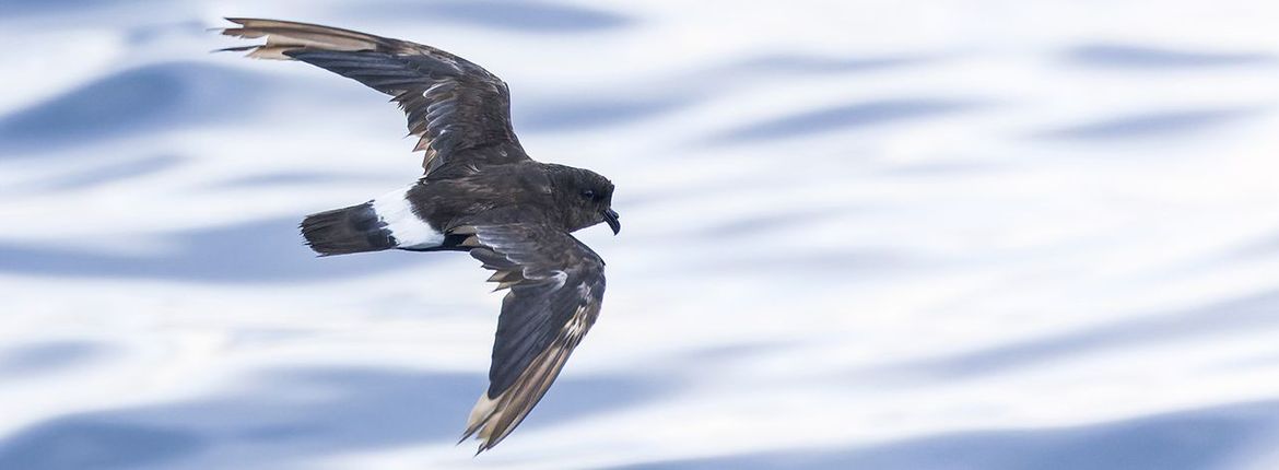 Mediterraan Stormvogeltje / Marc Guyt AGAMI